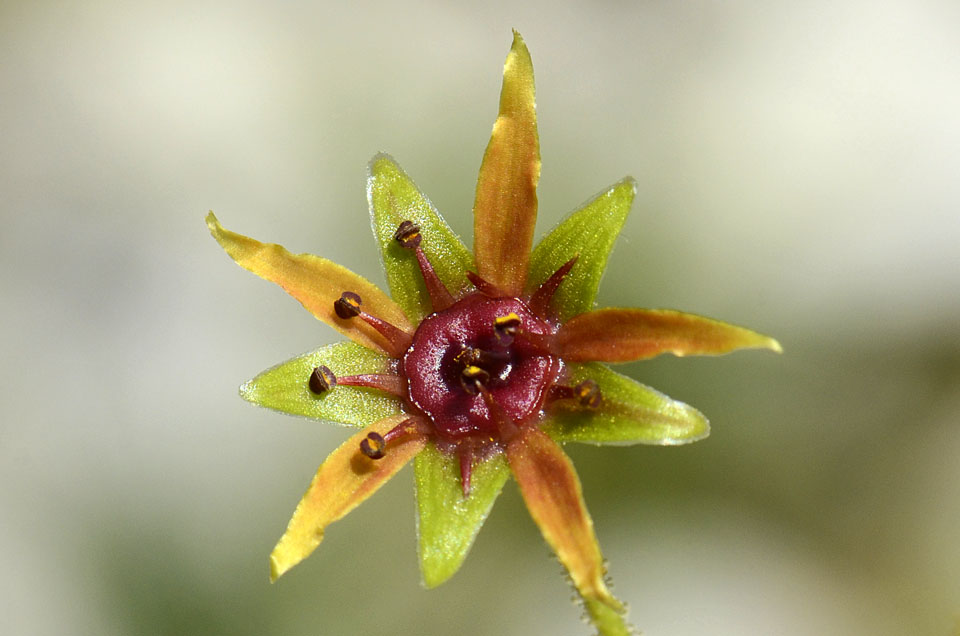 Saxifraga mutata / Sassifraga gialla aranciata